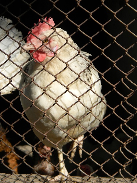 送对手五连 送对手五连