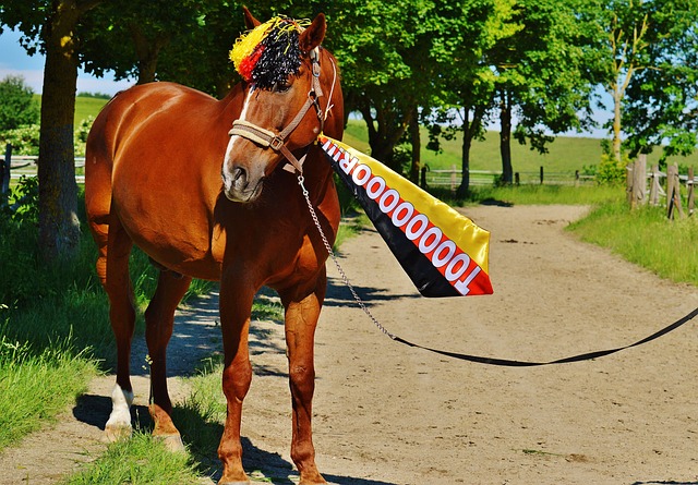 升起的新星 升起的新星